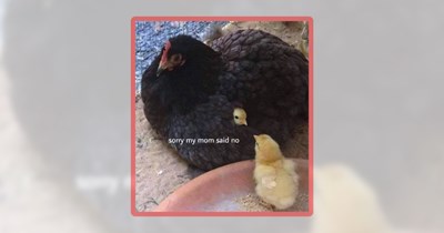 20 Eggcellent Chicken Memes to Hatch You Henppiness