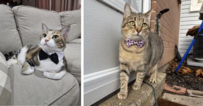 21 Classy Cat Children and their Beautiful Date Night Bowties