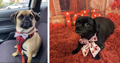 25 Dapper Doggos Dressed in their Best Bowties