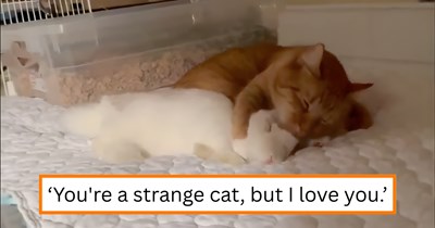 Orange cat adopts bunny that was abandoned by its mother as a baby; now treats the kitty as her pawrent in adorable grooming video
