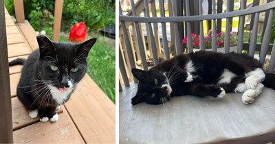 'We moved into a new house and it came with a cat': Couple with multiple cats finds stray cat outside their place, they adopt her despite being a full house