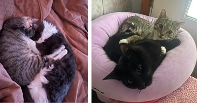 Man left with tough decision whether to separate his three cats or let them go furrever after breakup with girlfriend of four years