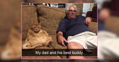 25 Animals Who Would Binge Watch Hannah Montana 