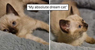 'My first kitty from the distribution system': A work commute turned into a kitten rescue as driver pulls over for what looked like a paper bag and leaves with an eighth cat