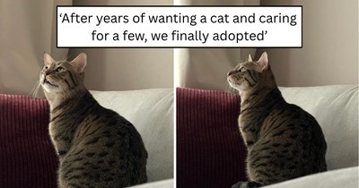 'Our family of 2 has turned into 3': Couple looking to adopt finds abandoned clingy cat on the streets and gives Velcro a safe, loving home