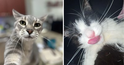 23 Adorable Pictures of Cats Showing Off Their Selfie Skills