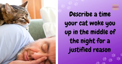 ‘My cat literally saved [my husband's] life!’: 20+ owners share the incredible stories of when their feline friend’s sixth sense woke them up just in time
