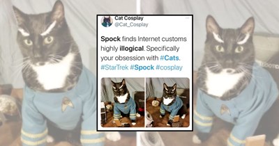 23 Precious Cat Tweets That Are Just Pure Comfort