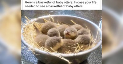 The Best Heartwarmingly Wholesome Memes and Posts of the Week