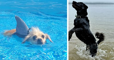 20 Drenched Doggo Pics fur Pawrents Who Love the Smell of Wet Dog