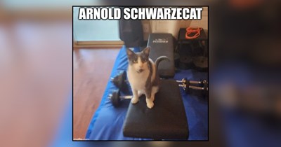 22 Cattastic Memes of Cats Being Your Weekend Workout Meowtivation 