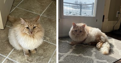 Grandmother crosses the rainbow bridge and wished only for her cat Sanji to have a furrever home when she's gone, her grandson adopts him to keep her memory alive: 'Everything happens for a reason'