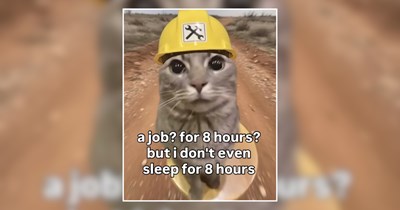 Lazy Weekend Animal Memes to Lock Out of the Work Week