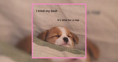 The Simplest of Dog Memes to Help You Out of Ruff Times