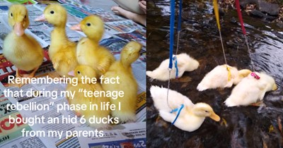 Teen buys 6 ducklings at the tractor supply store and cares for them in secret in her room for months before her parents find out: ‘My “teenage rebellion” phase’