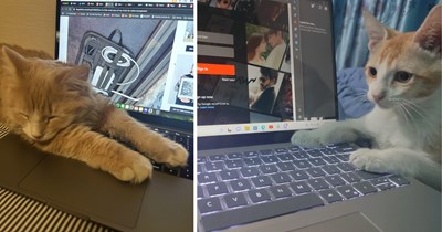 23 Funny Pictures of Cats Who Said You’re Done Working for Furiday