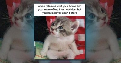 31 Happy Kitten Memes to Meownifest a Spectacular Mew'd