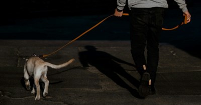 28-year-old 'rents' neighbor's dog for $20/day so he doesn't look like a 'creep' coming home at 2 AM