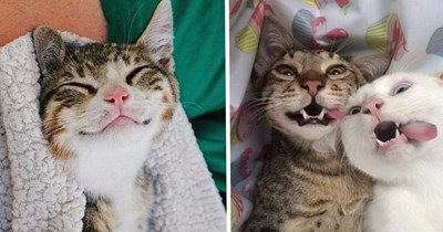 23 Smiley Cats Bringing Soft, Cozy Energy Into Your Week