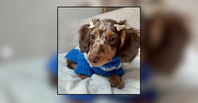 21 Bow-tiful Puppies Ready to Melt Your Heart