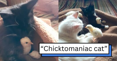 Cuddly farm cat steals the neighbor's chicks so she can raise them as her own, refusing to return her new chicken family to the neighbor: ‘So far she has cost me €27 for stolen chicks’