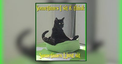 22 Peaceful Memes of Cats Mastering Mindfulness and Meowditation