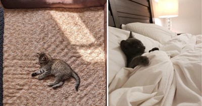 23 Purrecious Pictures of Pint-Sized Kittens Taking Up the Whole Bed