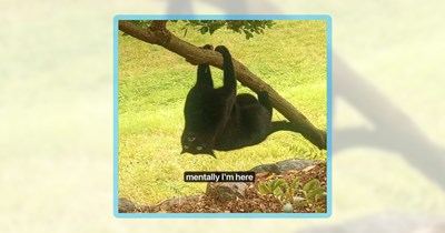 30 Meowing Memes to Face Monday Like a Ferocious Feline