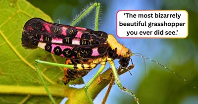 ‘This species has barely had any research done on it’: Meet the insect from Mozambique with beautiful rune markings on its back that proves nature's diversity is truly astounding.