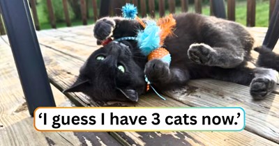 Woman realizes she might have signed up for a lifetime cat delivery service after a third kitten shows up on her porch at night: 'I think you accidentally ticked the box for the CDS subscription service.'