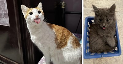 20 Sassy Cats Sticking their Tongues Out in Protest of Pawrents Being Stingy with Treats