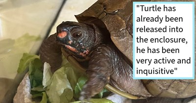 Abandoned pet turtle rescued by animal loving family after lengthy time alone gets luxury outdoor terrarium complete with flowers, food and a canine sibling: ‘It looked like he had been out there for awhile so we decided to adopt him’