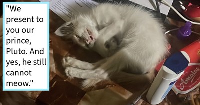 Stray Turkish Van kitten unable to meow walks into couple’s home resulting in instant adoption thanks to kitten’s sibling who meowed for attention but then ran away, cat dad says: ‘We would happily trade our human years to live with him for a lifetime.’