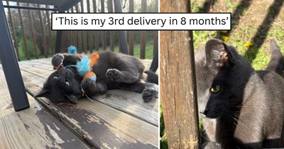 'I think I’m on auto-delivery with the CDS': A chatty little gray kitten appears looking for food, wins over resident cats, and turns the home into a three cat household
