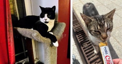 'CDS brought me two cats and a human friend too': Kind couple wants a feline duo, neighbor happens to have sister and brother cats in need of a home