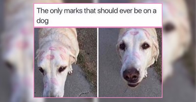 22 Healing Memes of Purrfect Pets for Precious Pawrents