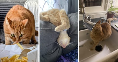 20 Pawsome Pictures of Silly Orange Cats Using Their Single Collective Brain Cell to Put a Smile on Your Face