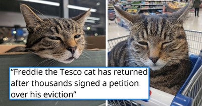Tesco cat gets cruelly evicted from its spot in the store, the customers and all his friends protest immediately and get him returned back to where he belongs: 'Shoppers rallied behind the celebrity grocery cat'