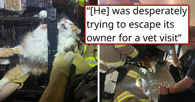 Chunky cat attempts to escape vet visit, gets stuck under chair, rescued by firefighters, goes viral online, turns into an instant meme, and ends up having to go to the vet anyway: 'He really chose property damage and a 911 call over a check-up'