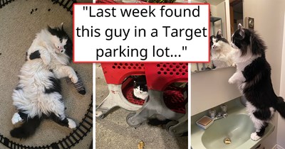 Person rescues a stray polydactyl cat from a Target parking lot, the kitty then becomes the best foster dad to the feral kittens at home, teaching and leading them: 'The kittens really look up to Charlie'