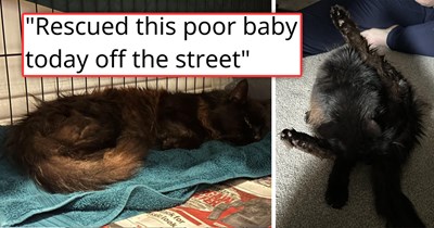 Couple names their newly adopted cat Karma after a series of coincidences causes her to adopt them on the street: 'This little darling came out and started rubbing up against my legs'