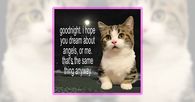 26 Cute Cat Memes for Hoomans Who Think Everything is Better With a Feline Friend