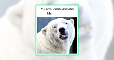 23 Wild Animal Memes to Wake Up Your Inner Beast