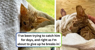 A hungry kitten breaks into a woman's home and discovers the sibling he was separated from weeks ago: 'He sure broke into the right house!'