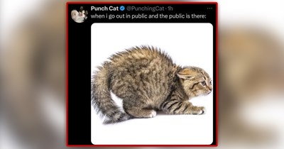 23 Sleep-Sabotaging Smol Cat Memes in Midnight Zoomie Mode