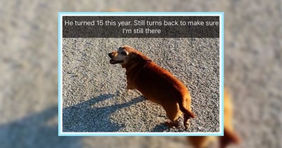 24 Howlsome Dog Memes fur Hoomans Who’ve Had a Hard Work Week