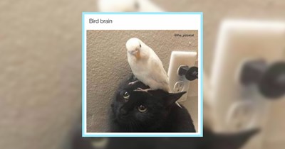 An Ice Cream Cone Full of 24 Cute Cat Memes for Sweet Toothed Feline Fans