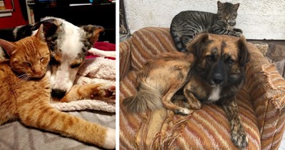 20 Cute Canines and Cats Captured Cuddling
