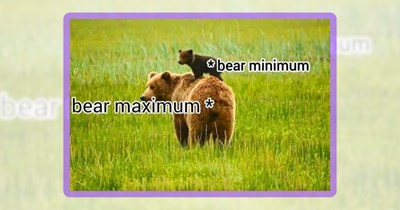 24 Brutally Cute Bear Memes for Hibernating Humans in Need of a Warm Fuzzy Laugh