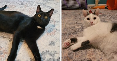 'Does the CDS control adoptions?': Guy meets with foster mom to adopt a cat, but turns out cat's brother wants to be adopted too, he leaves with a full family